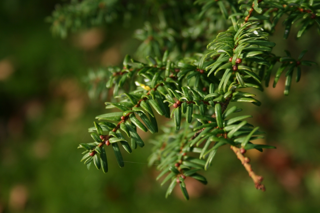 Tsuga sieboldii