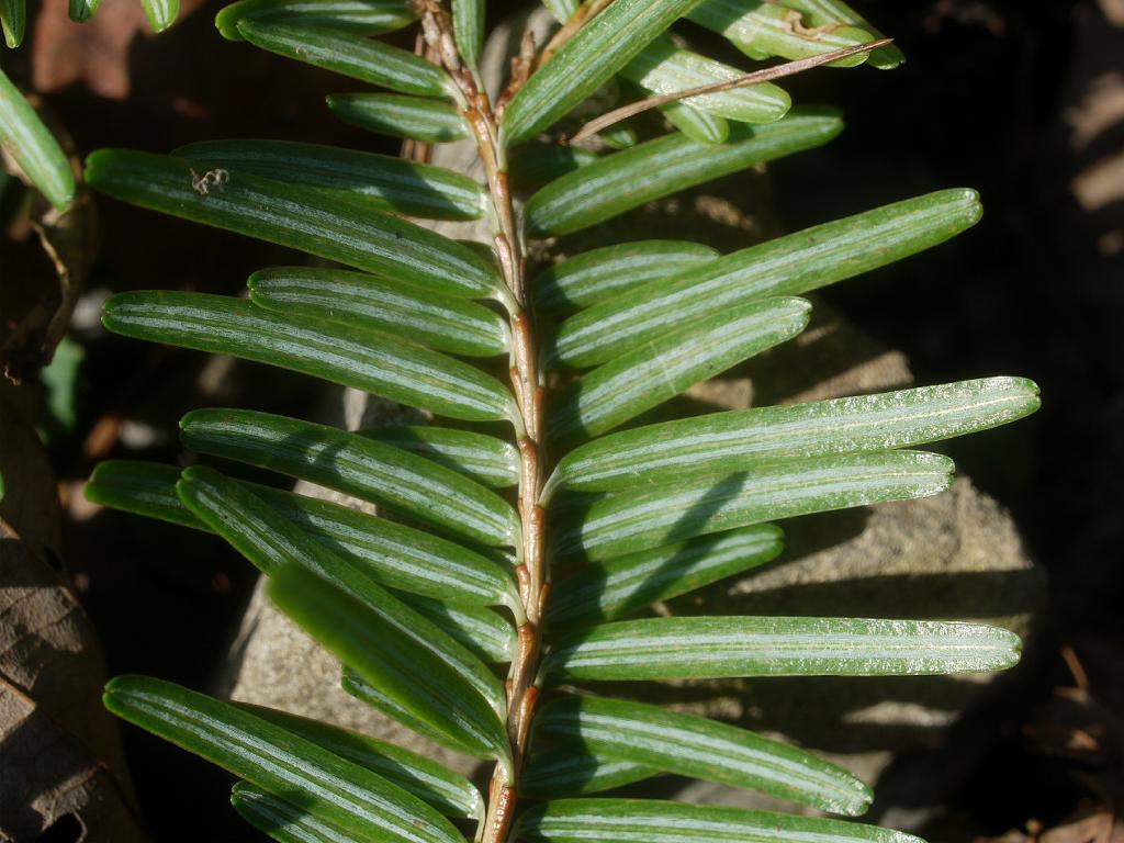 Underside of leaf