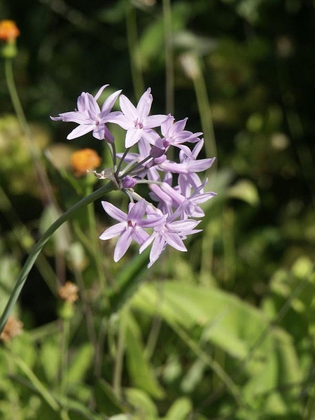 Flowers of T. violacea