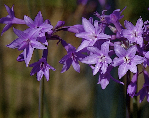 Flowers of T. violacea