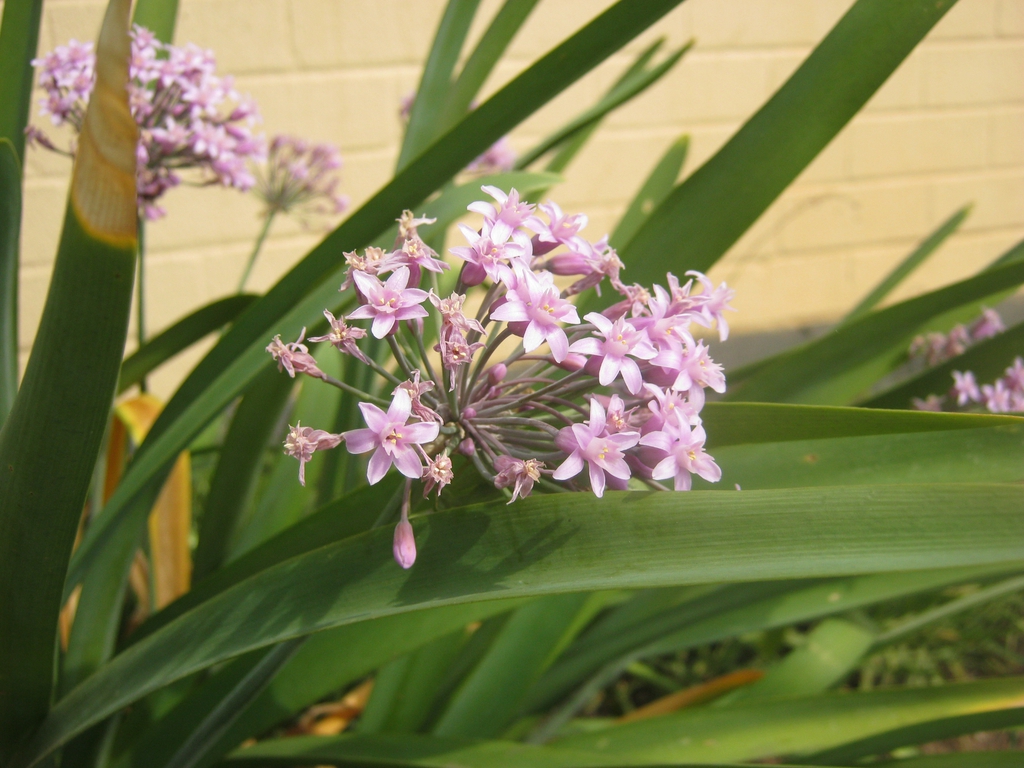 Tulbaghia violacea
