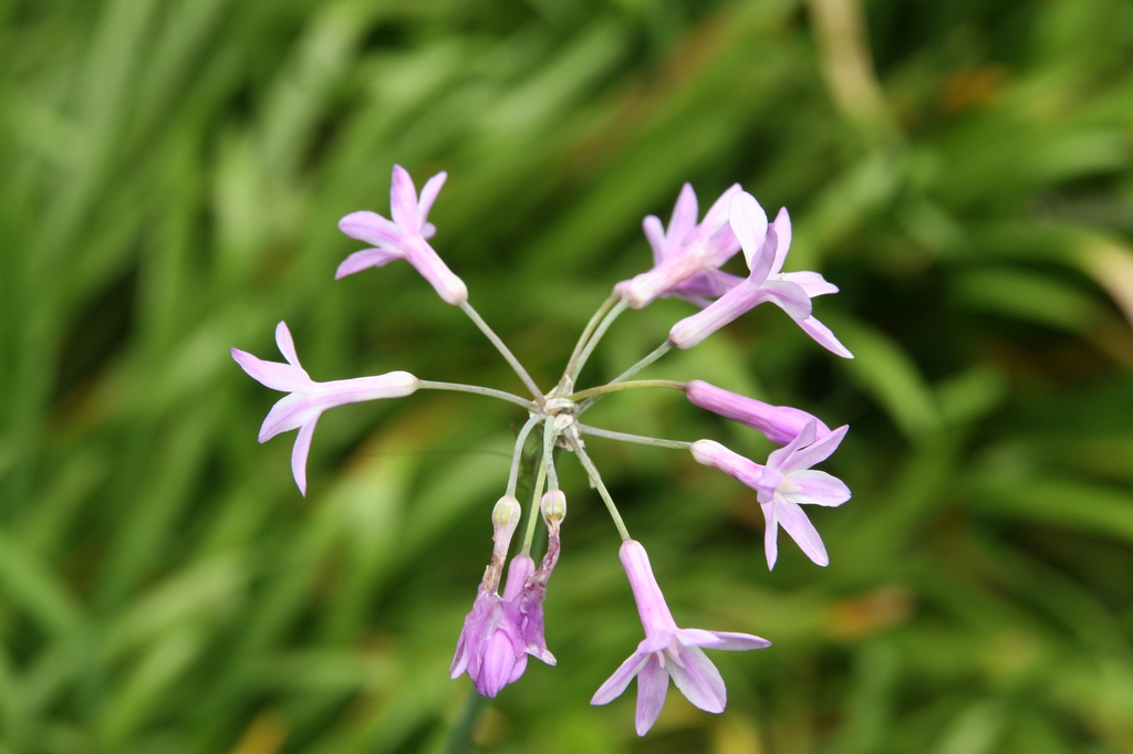 Tulbaghia violacea