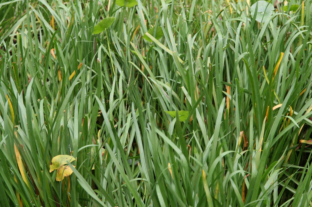 Leaves