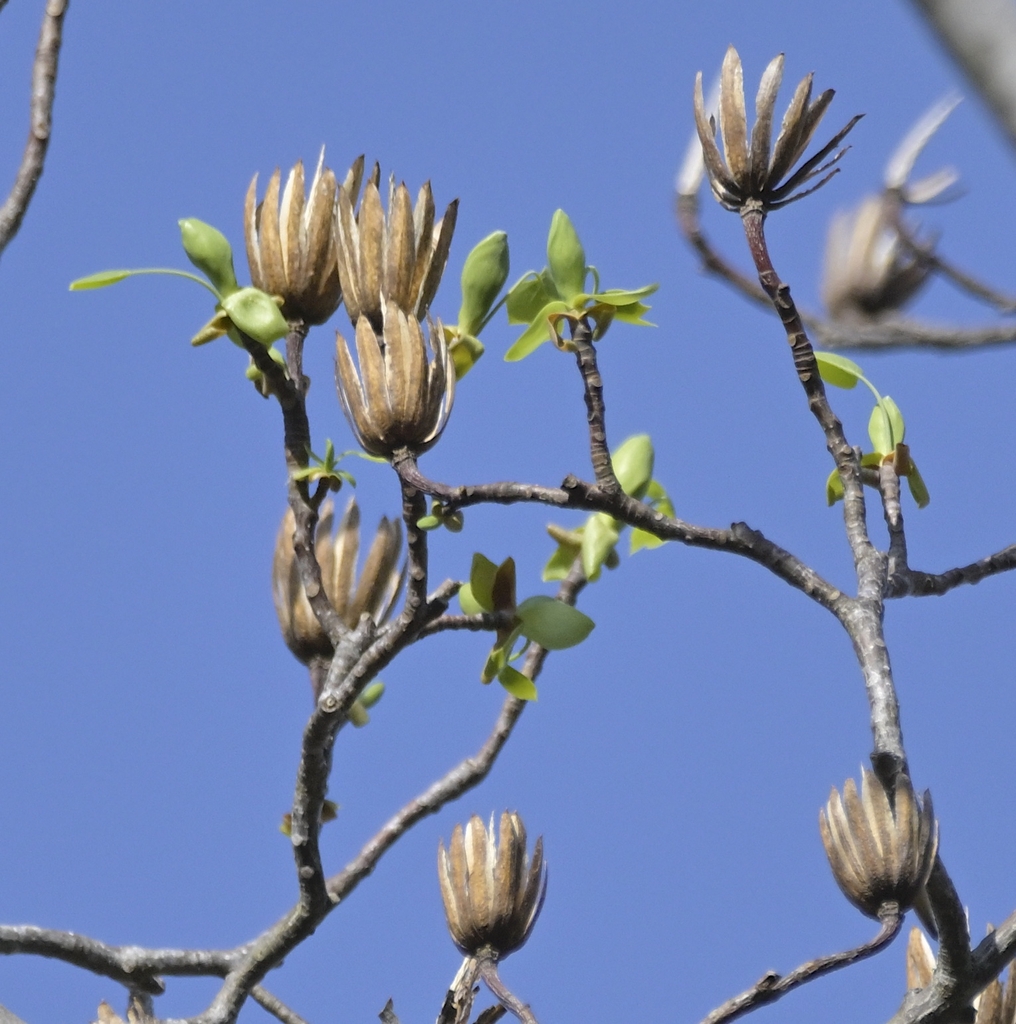 Dried seed samaras are prominent through winter