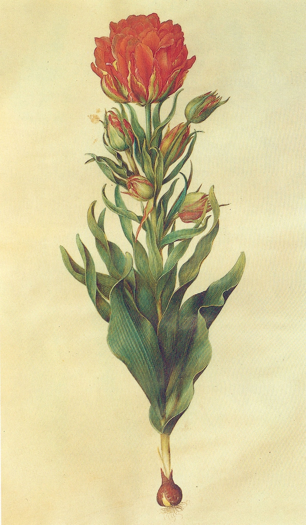 Form
