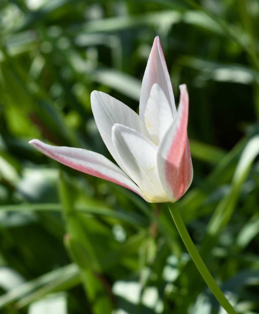 Cultivar 'Pepermint stick' with alternating pink and white tepal