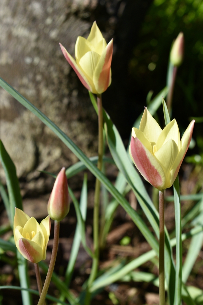 'Tinka' cultivar yellow flowers with red outer tepals.