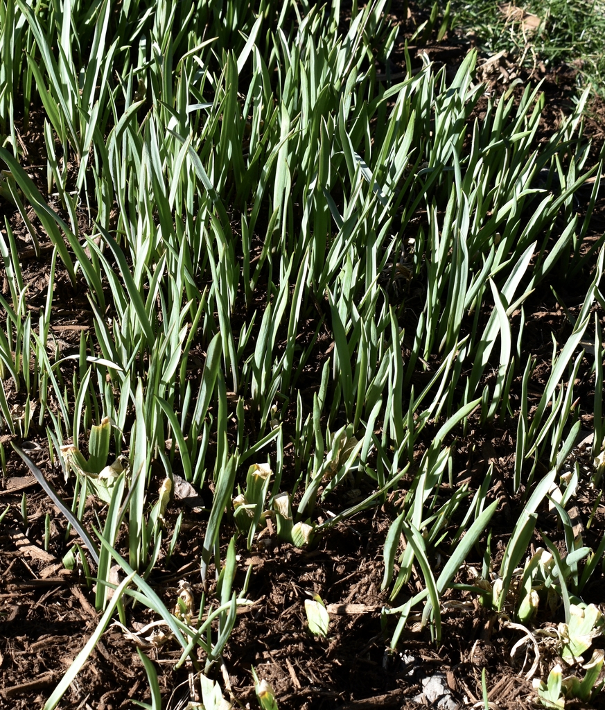 'Tinka' cultivar mass planting in March