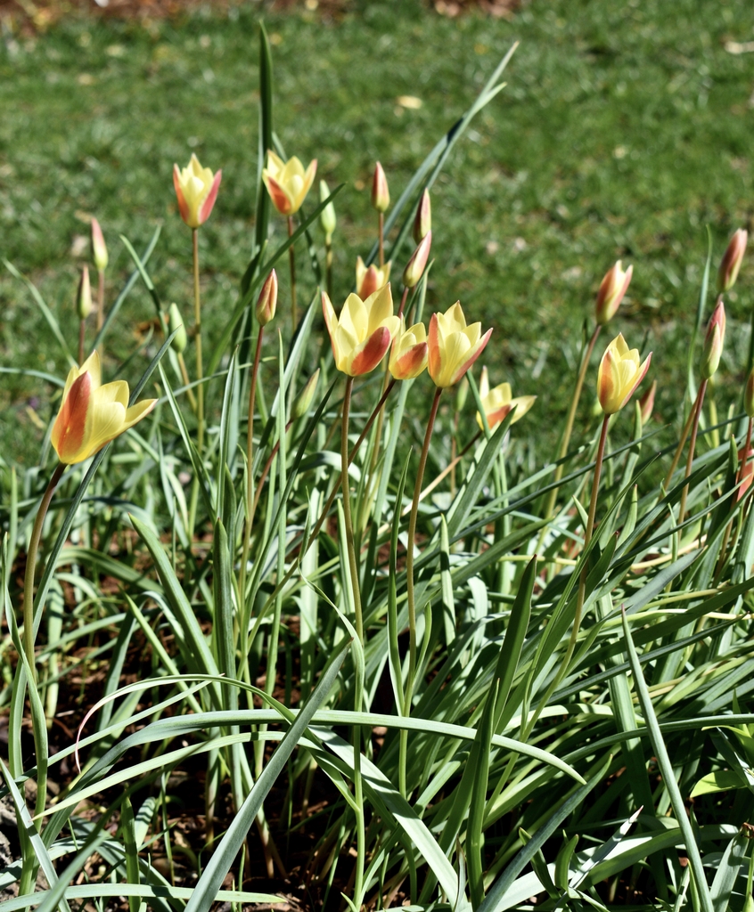 'Tinka' cultivar form with flowers in March
