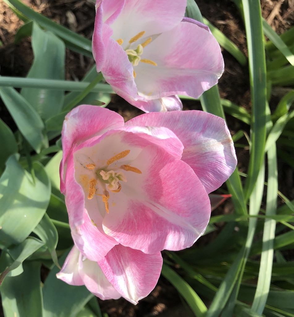 Tulipa