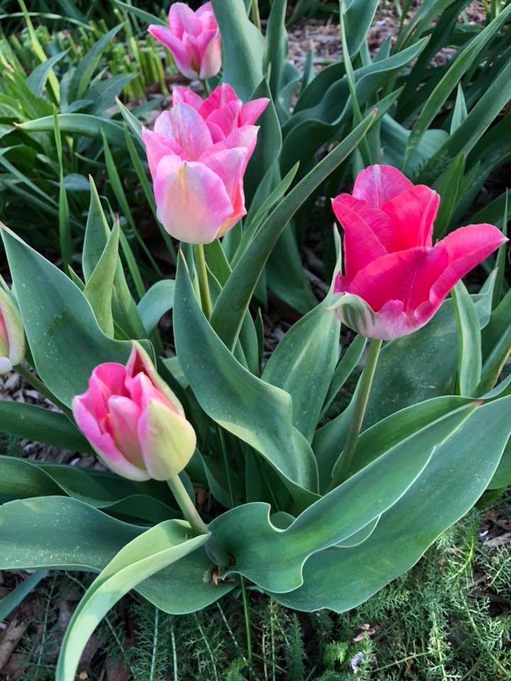 Tulipa