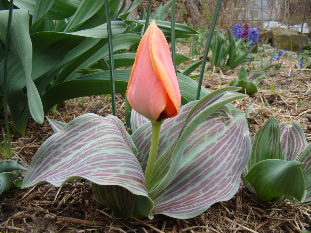 Tulipa greigii