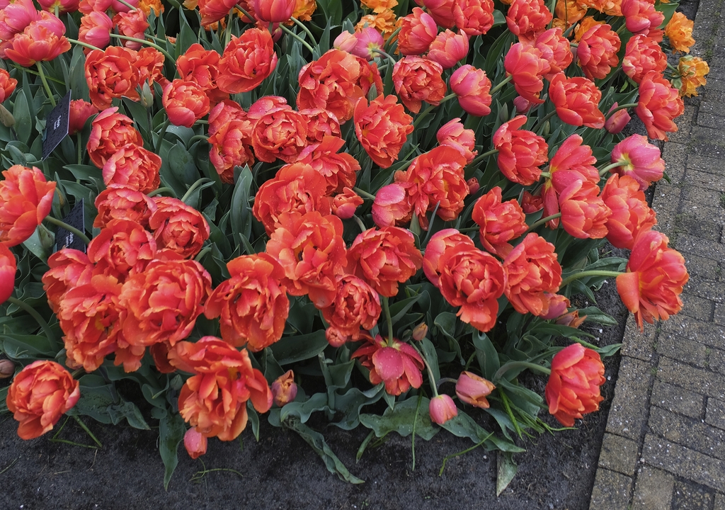 Mass planting of double orange-red tulips