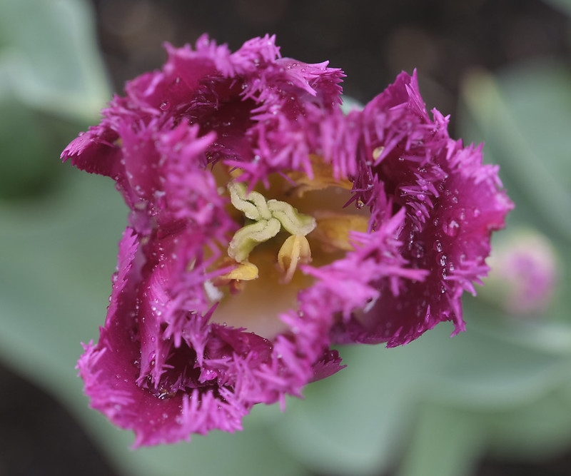 Close-up of a dark pink, fringed tulip flower from above.