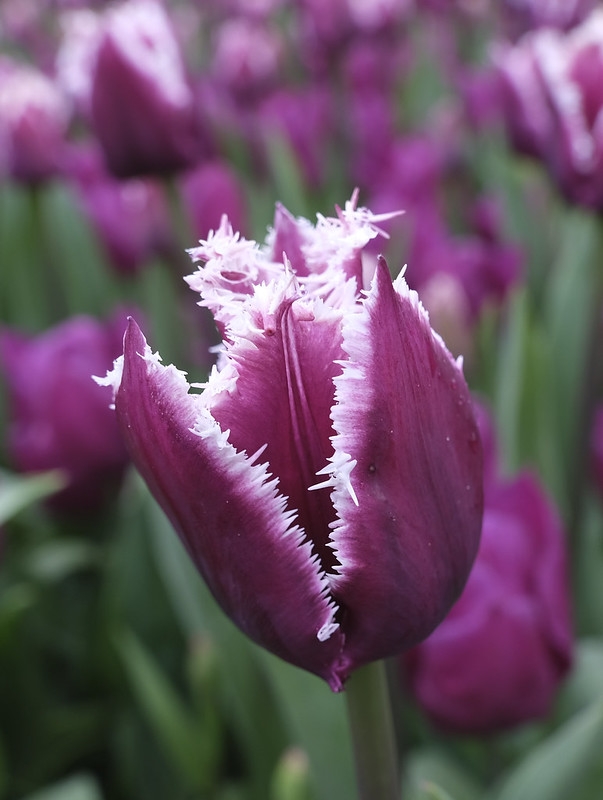 Close-up of a purple tulip with white-fringed tepals.