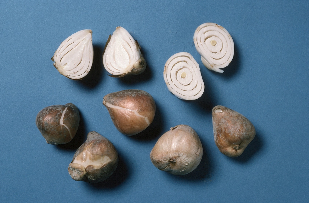 Bulbs