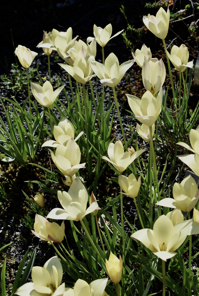 Pale yellow with soft pink flushes