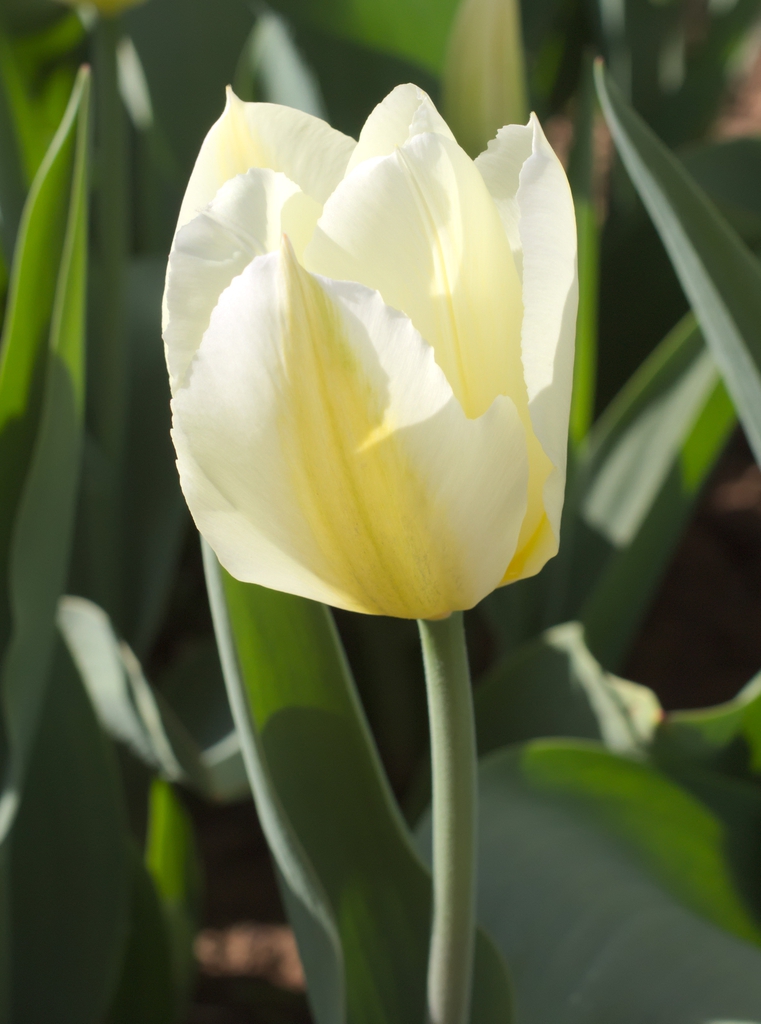 Tulipa fosteriana