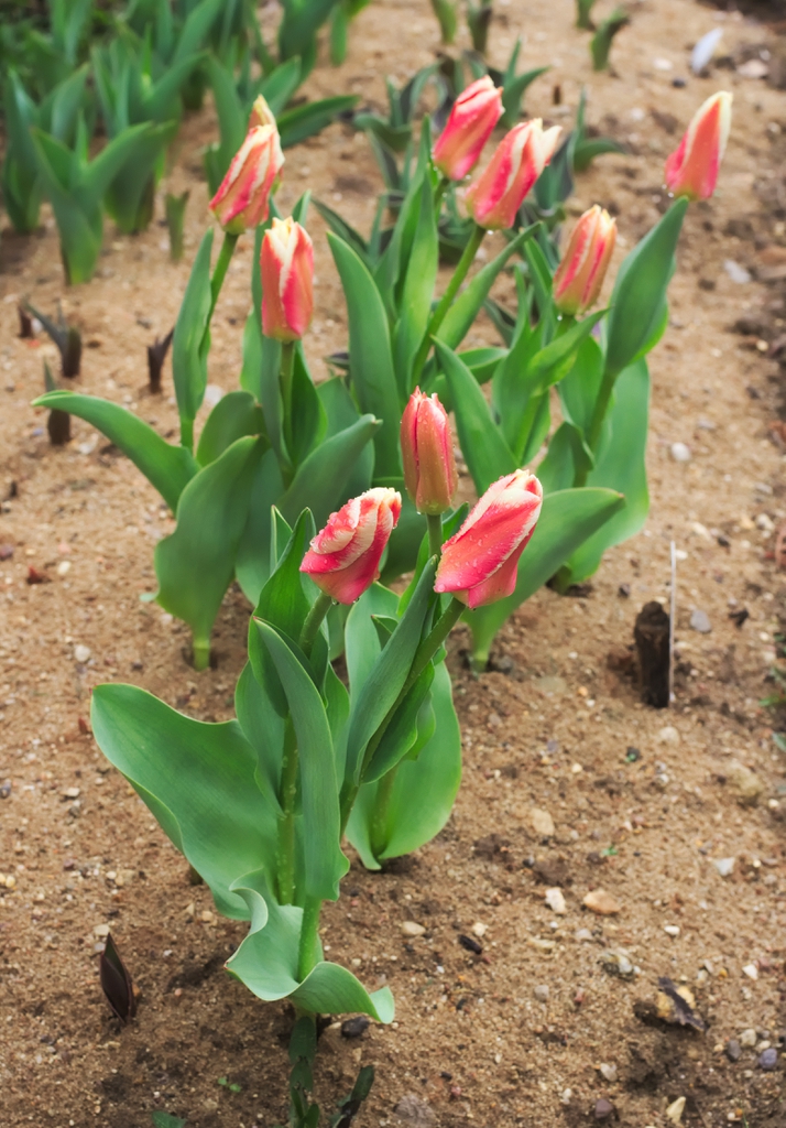 Tulipa fosteriana
