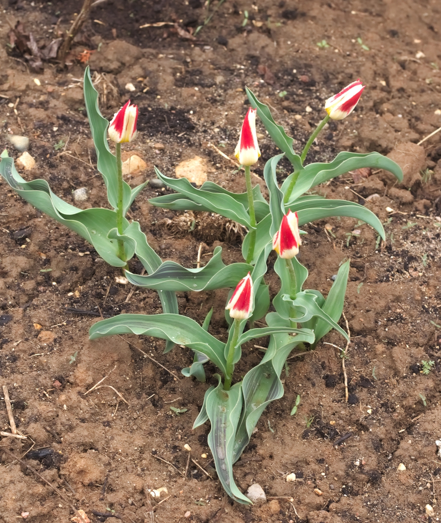 Form