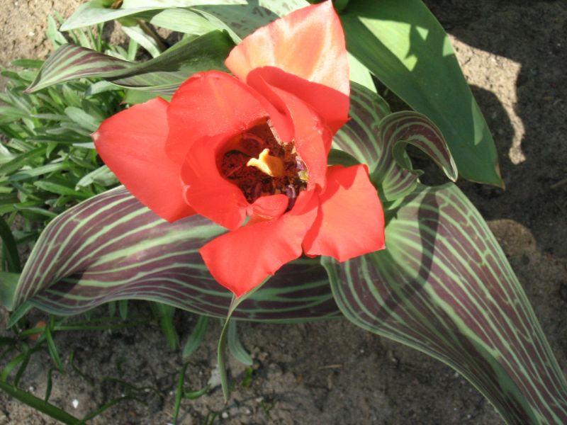 Flower and leaves