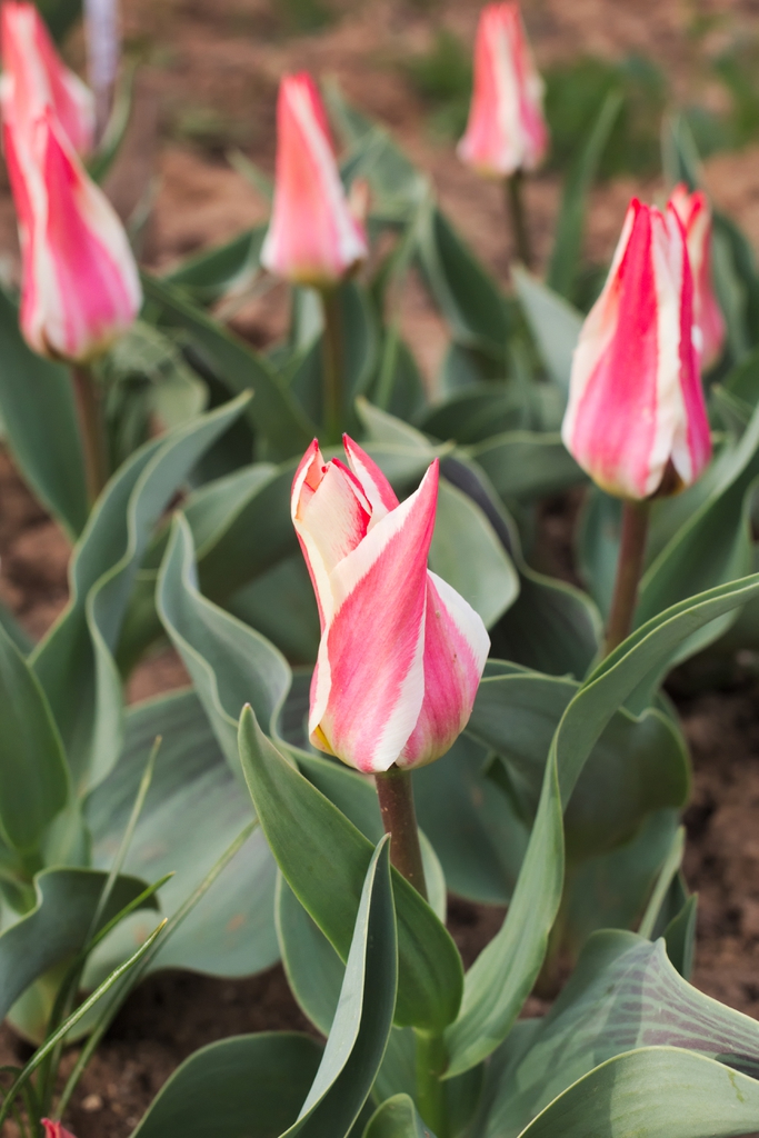 Tulipa greigii