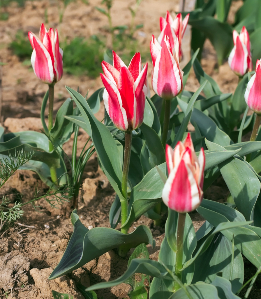 Tulipa greigii