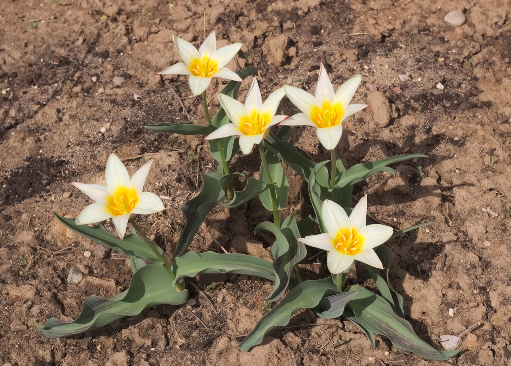 Tulipa greigii
