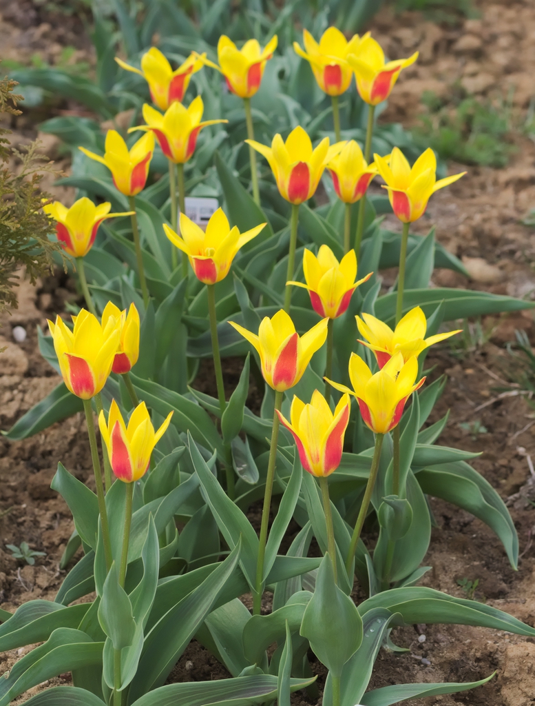 'Giuseppi Verdi'