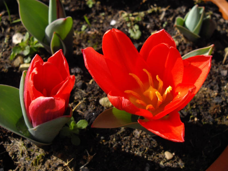 Tulipa kaufmanniana
