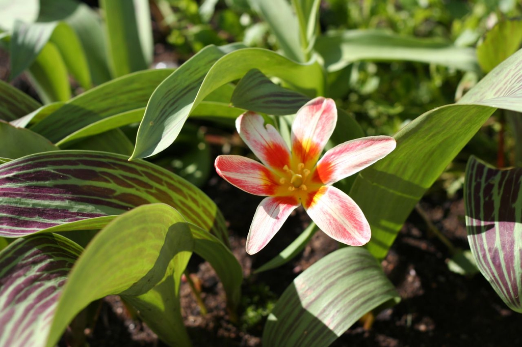 Variegated leaves and flower
