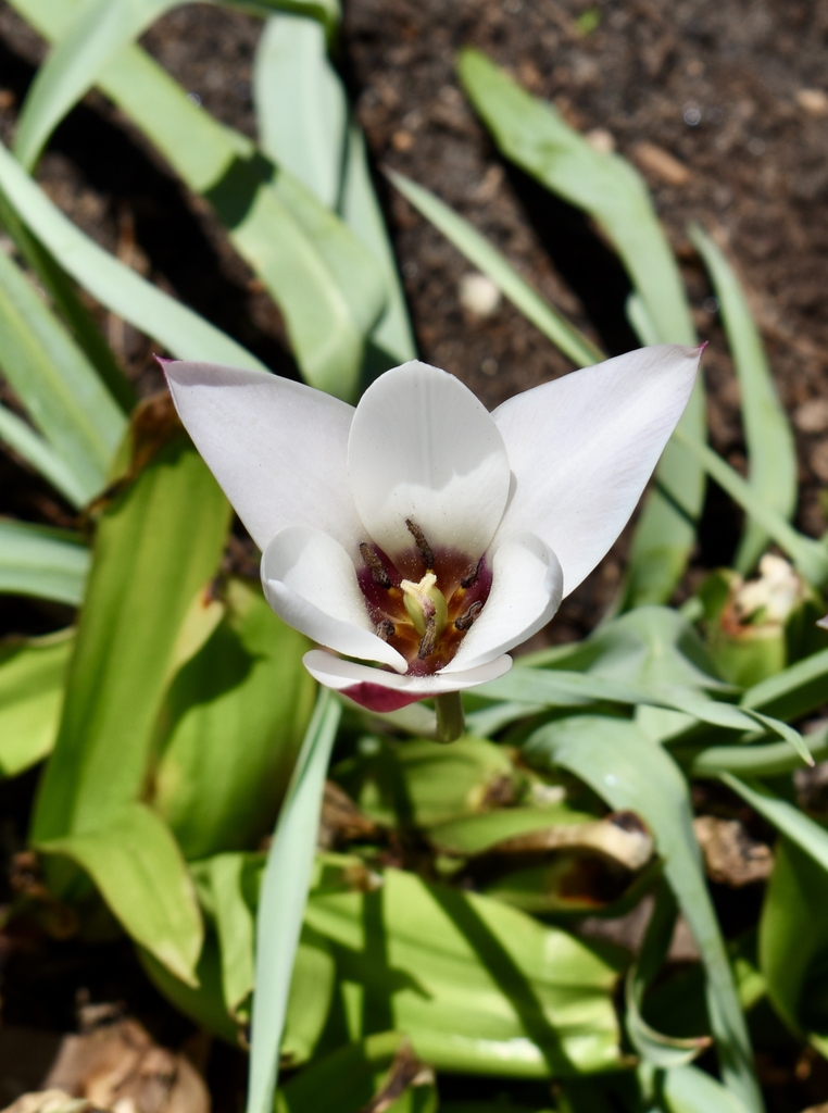 'Peppermint Stick' - Stigma/Pistil/Ovary/Anther - April 6 - Wake