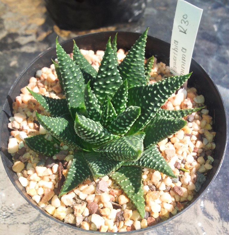 Tulista pumila