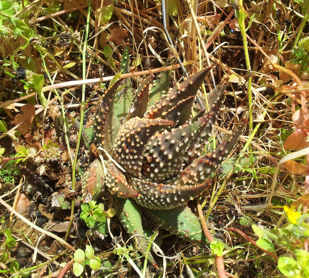 Leaves