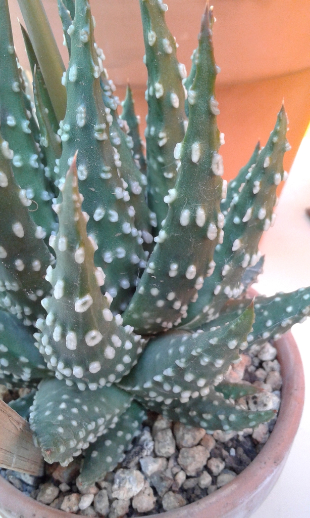 Leaves