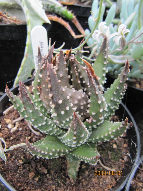 Tulista pumila