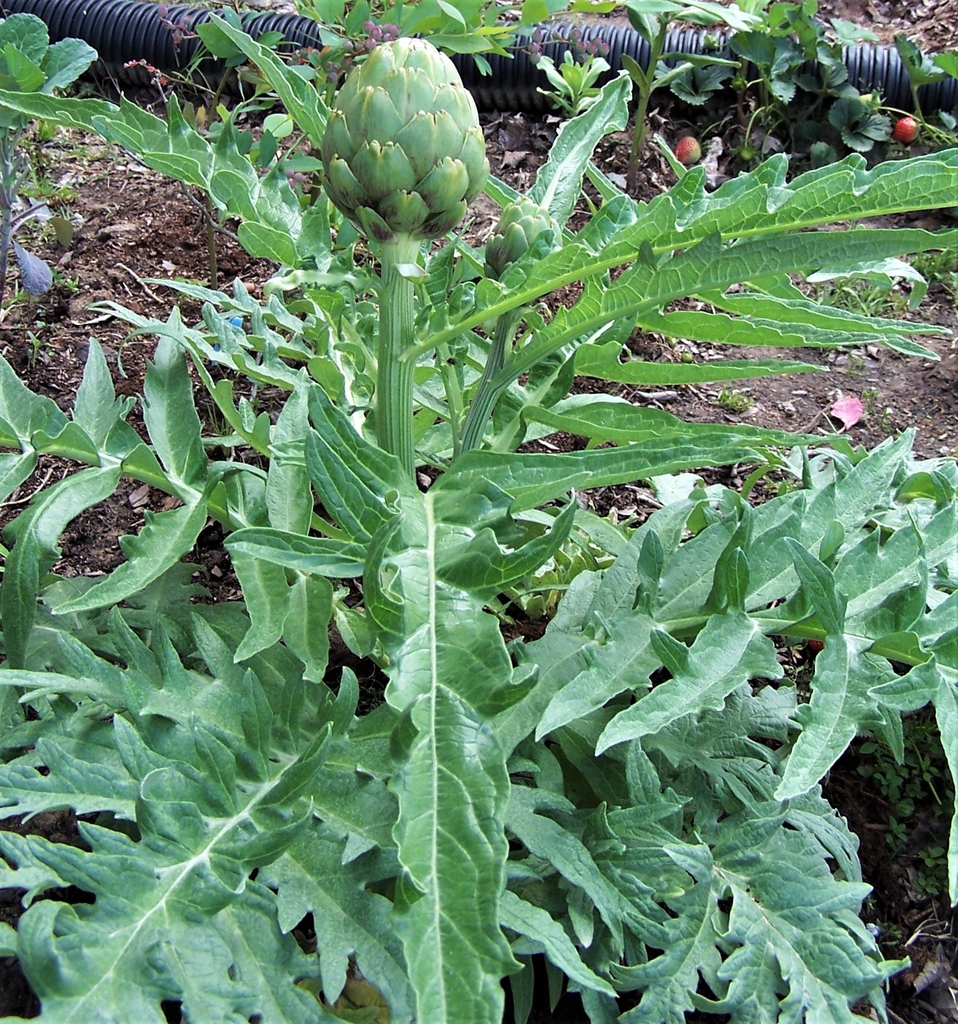 Cynara cardunculus (Scolymus Group)