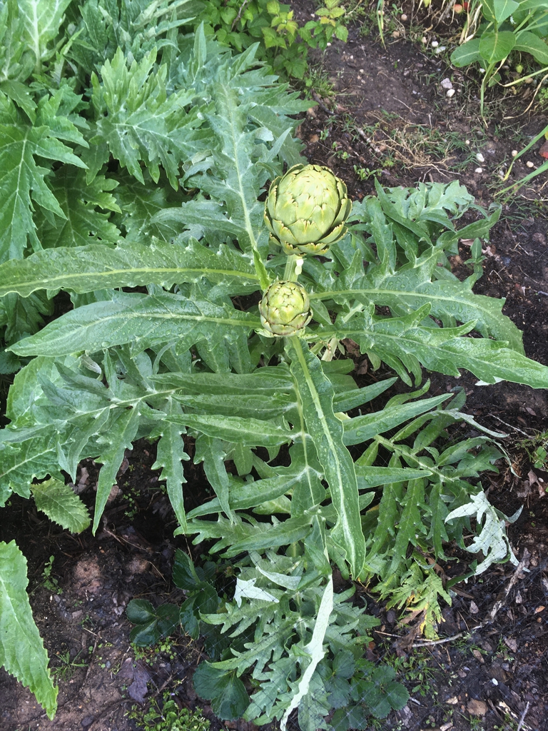 Cynara cardunculus (Scolymus Group)