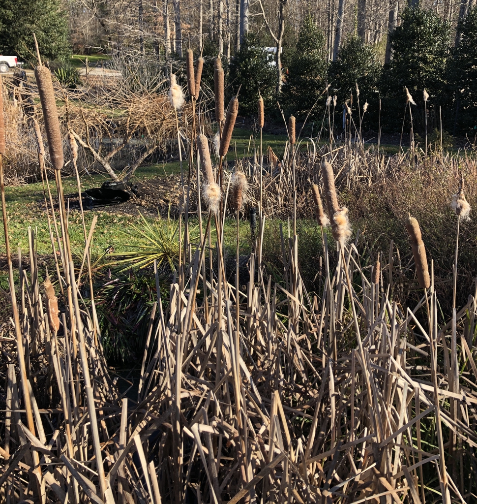 Typha Latifolia