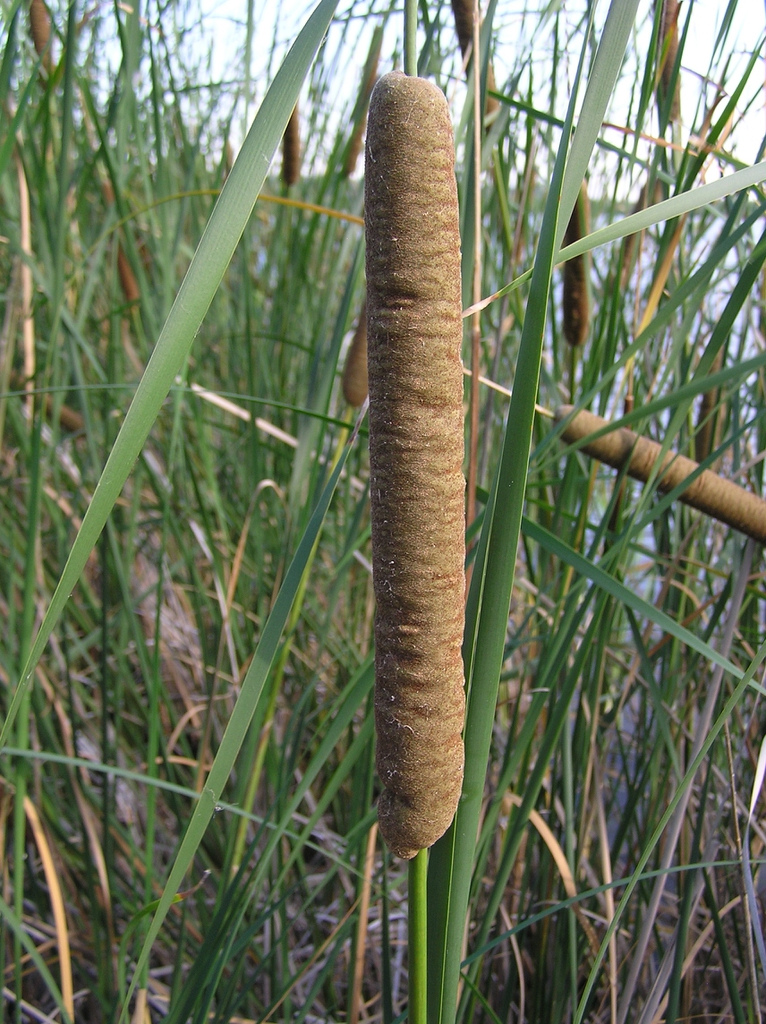 Typha angustifolia