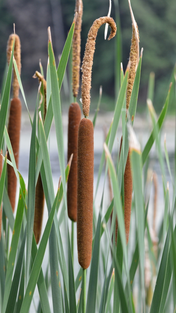 Typha angustifolia