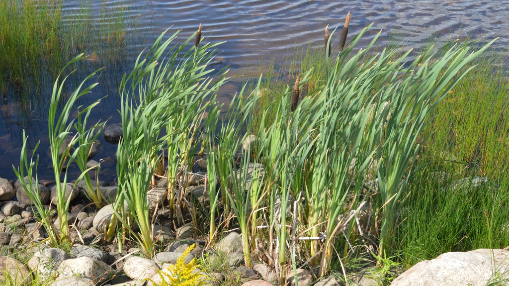 Typha latifolia