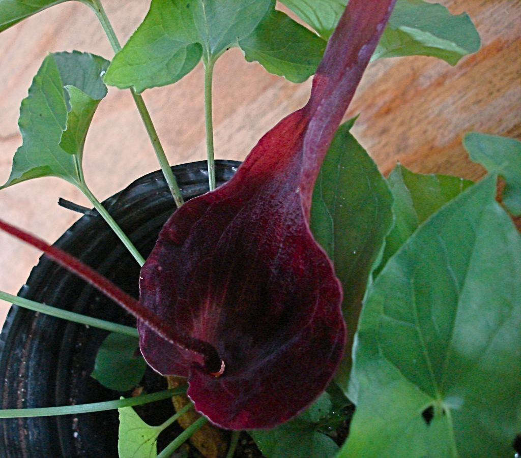 Flower of T blumei