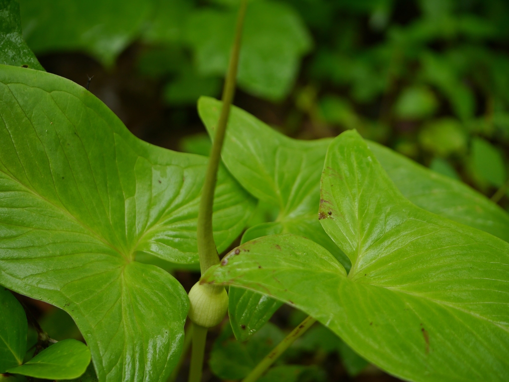 Leaf and stem of T. roxburghii