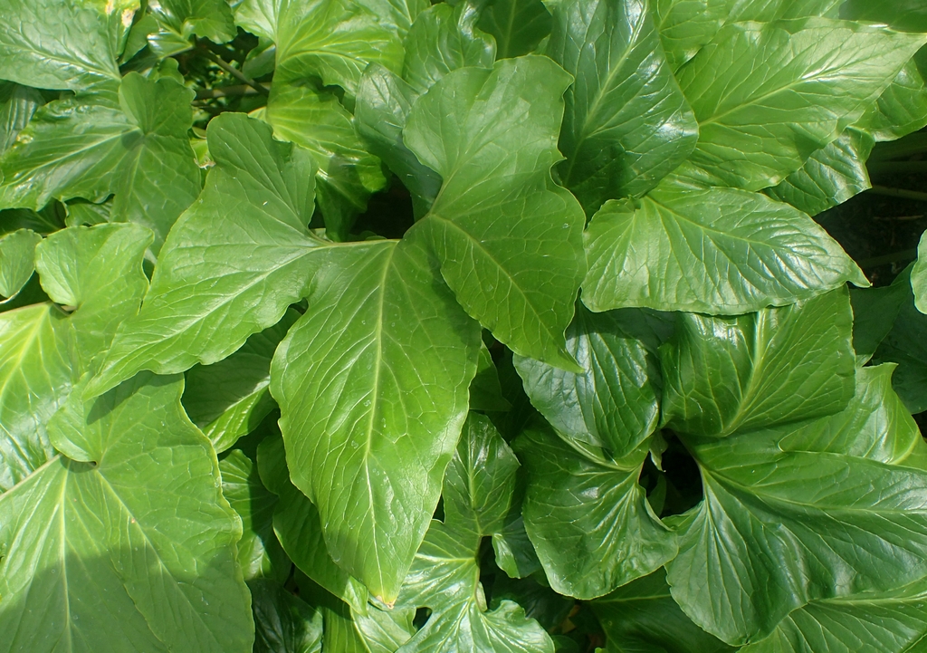 Leaves of T. trilobatum