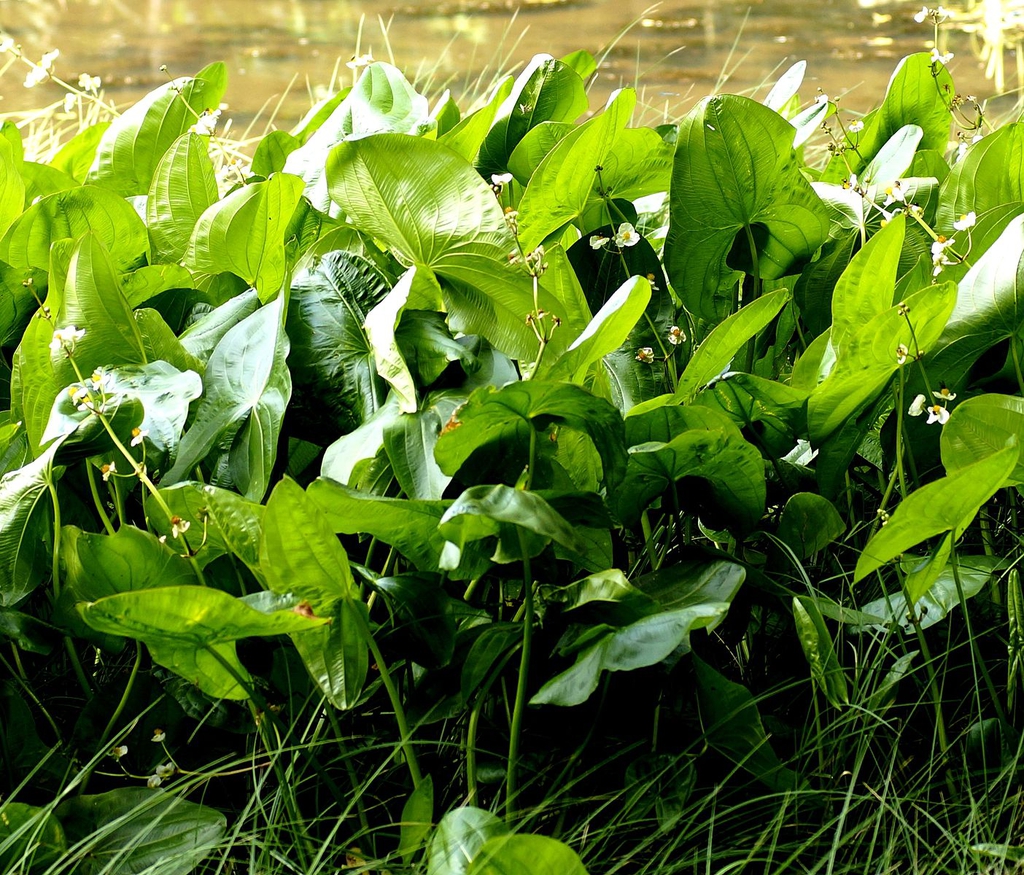 Leaves