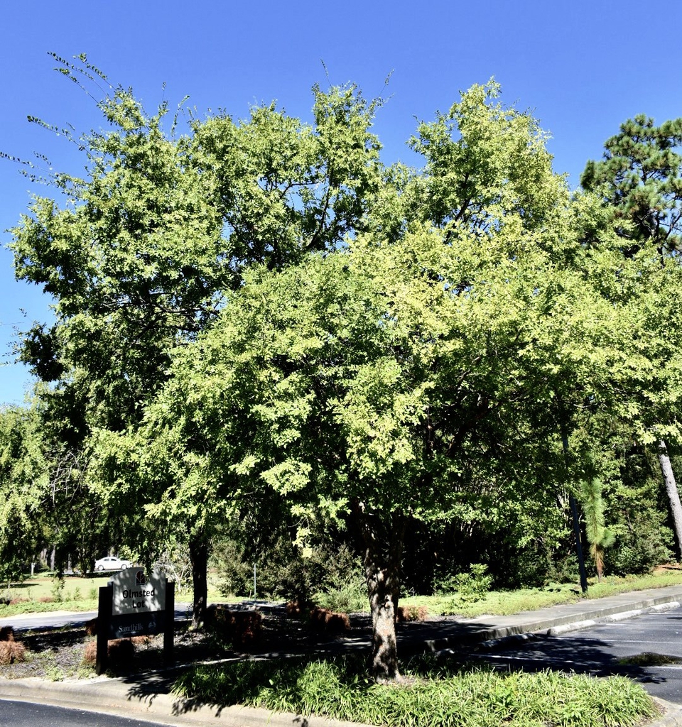 Form - Moore Co., NC