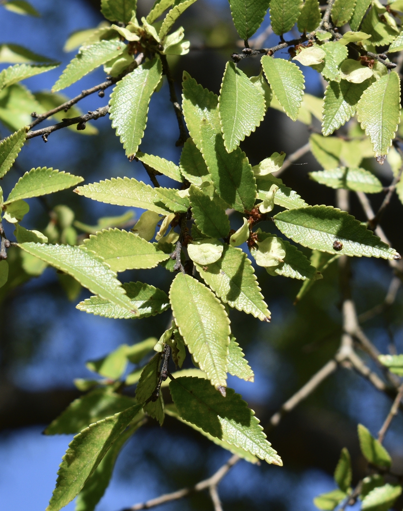 Leaves- Moore Co., NC