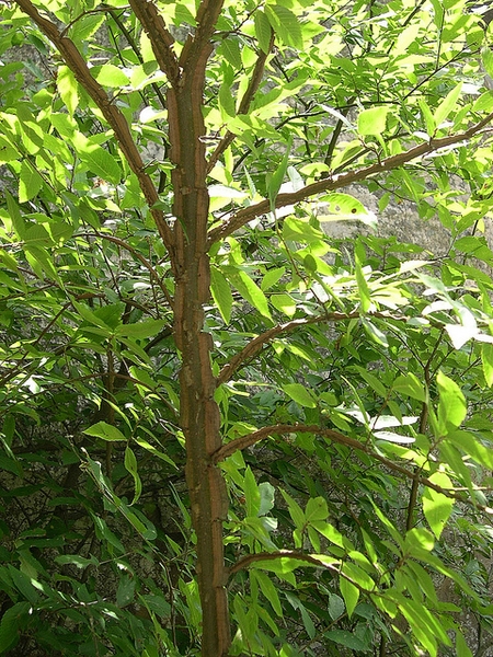 Ulmus alata