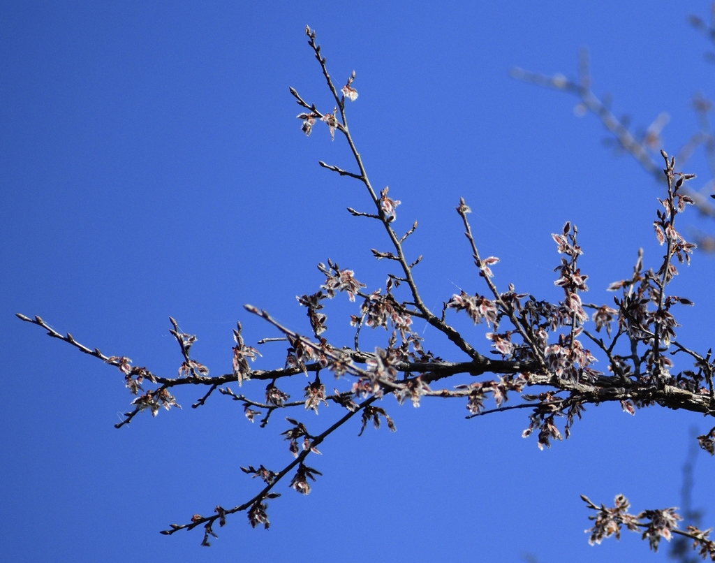 Flowers & Leaf Buds - March 9 - NC